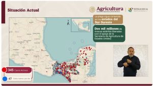 Brote de gusano barrenador en Veracruz.