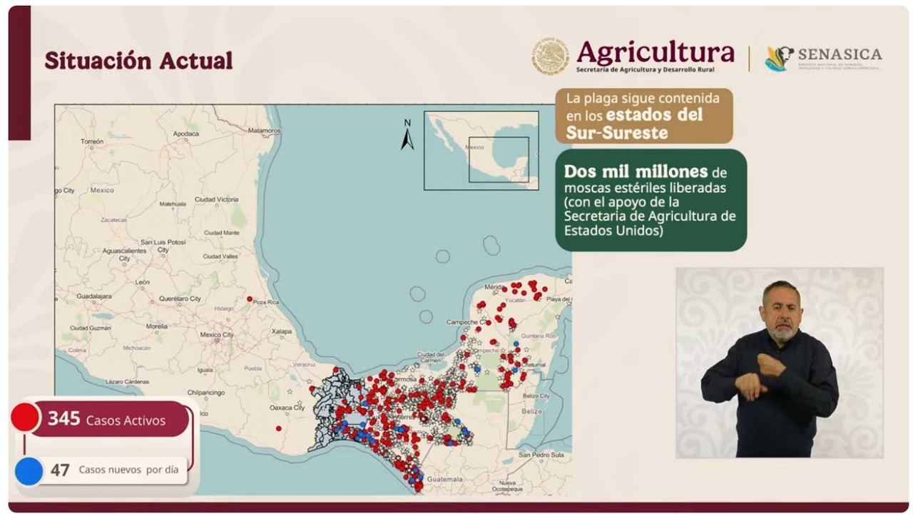 Brote de gusano barrenador en Veracruz.