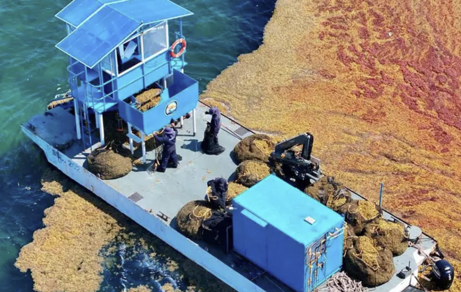 La Semar ha retirado más de 44 mil toneladas de sargazo de las costas de Quintana Roo en lo que va del año, mediante la Estrategia de Atención al Sargazo 2025.