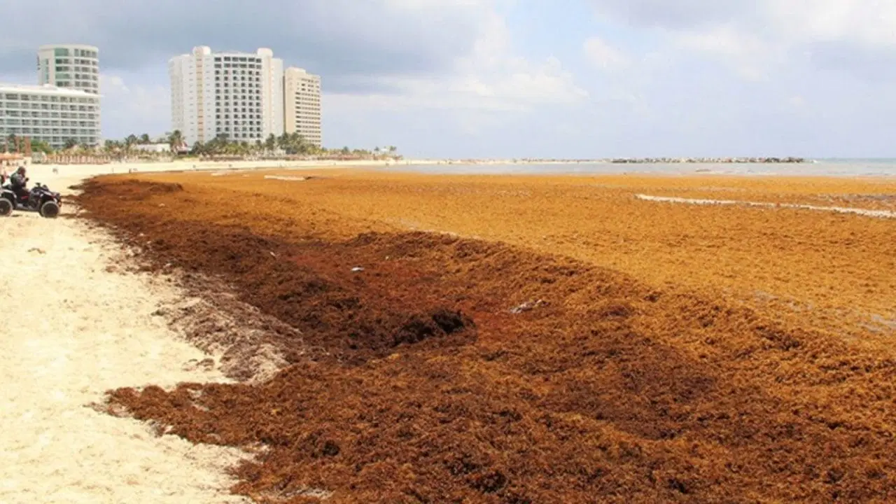 Quintana Roo denuncia "campañas falsas" sobre el sargazo en playas de Quintana Roo por competencia desleal que desprestigian el destino.