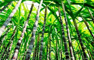 Cultivo de caña afectado por el gusano barrenador en Actopan.