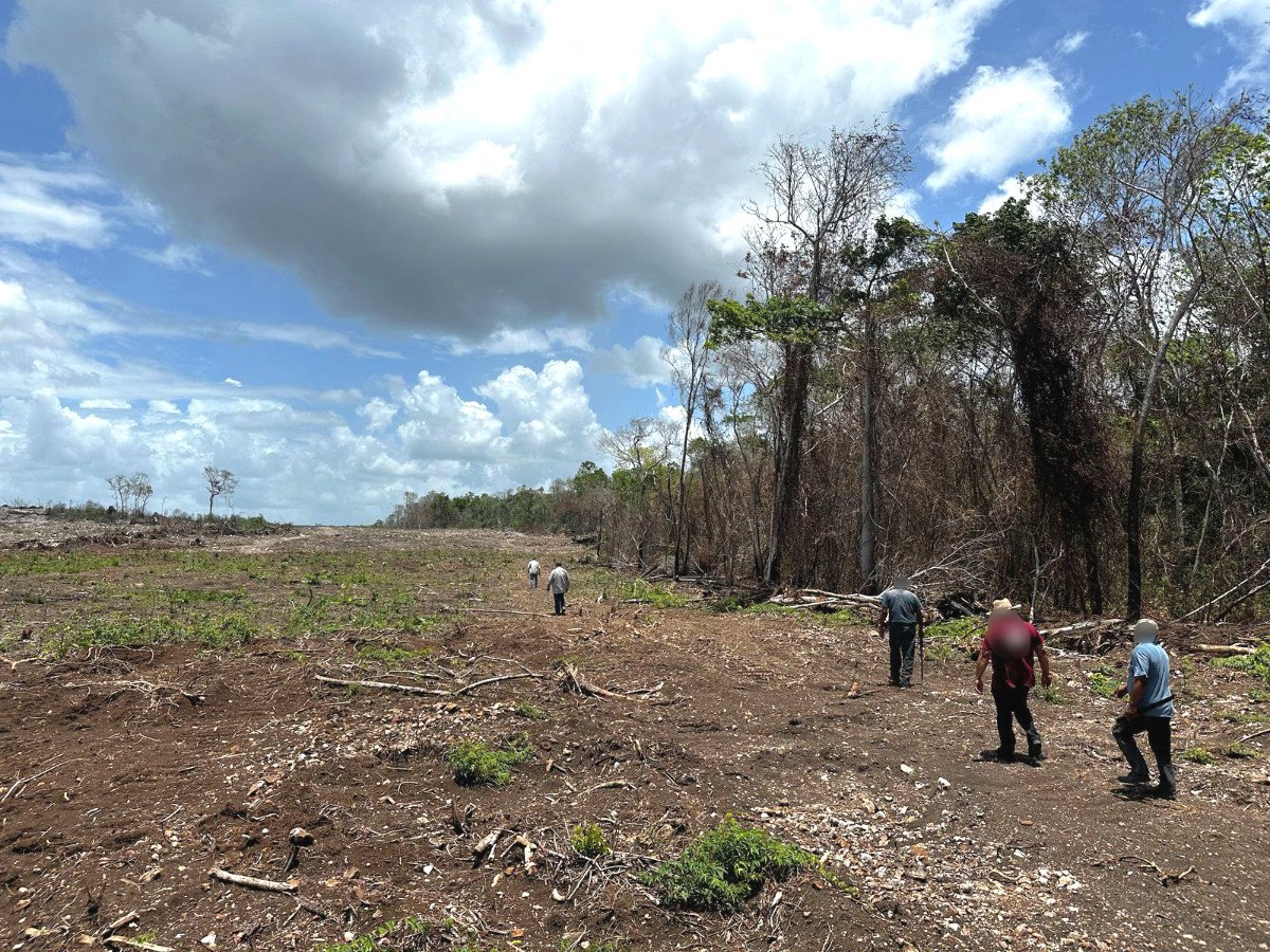 El sureste mexicano, afectado por la deforestación ilegal.