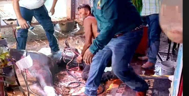 Un caballo colapsado en el suelo durante el desfile en Playa del Carmen, evidencia de crueldad animal en eventos públicos.