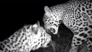 Los jaguares exploran una cámara trampa en Chichén Itzá.