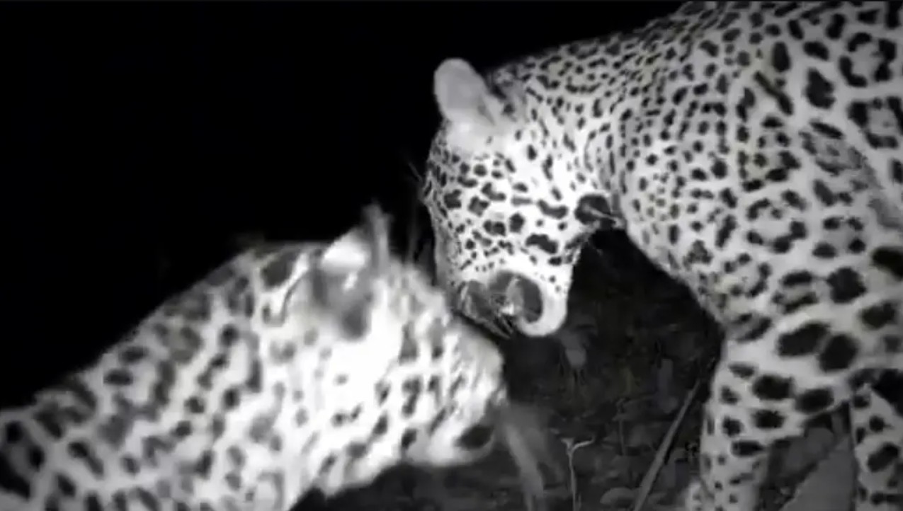 Los jaguares exploran una cámara trampa en Chichén Itzá.