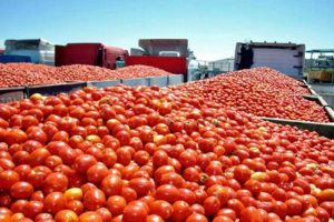 Claudia Sheinbaum confirma que México no detendrá la exportación de jitomate pese a la tarifa impuesta por EE. UU.