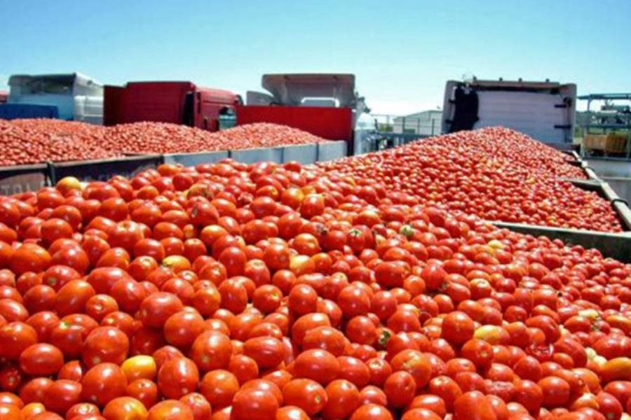 Claudia Sheinbaum confirma que México no detendrá la exportación de jitomate pese a la tarifa impuesta por EE. UU.