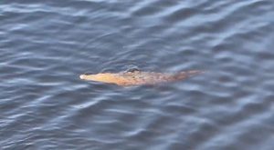 Mallas protectoras en instalación en la ciclovía de Lázaro Cárdenas.