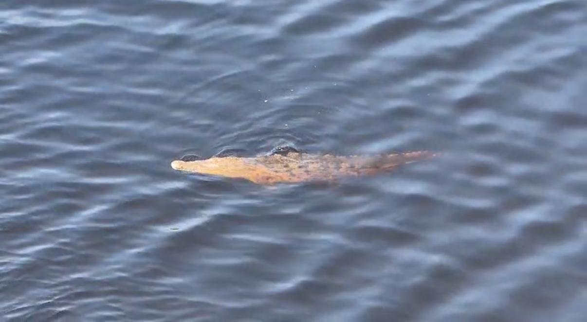 Mallas protectoras en instalación en la ciclovía de Lázaro Cárdenas.