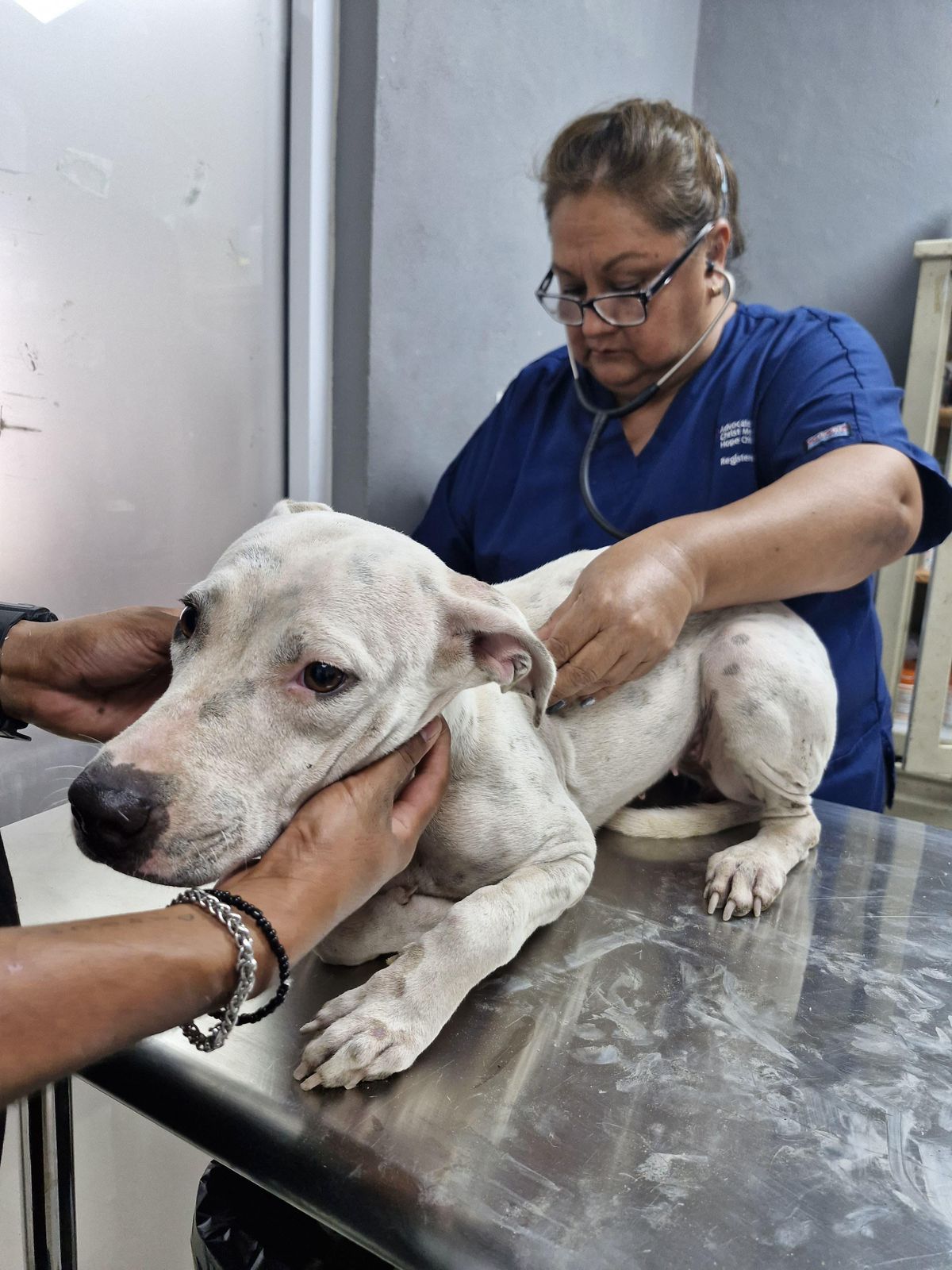 Animales rescatados en instalaciones de la Dirección de Bienestar Animal.