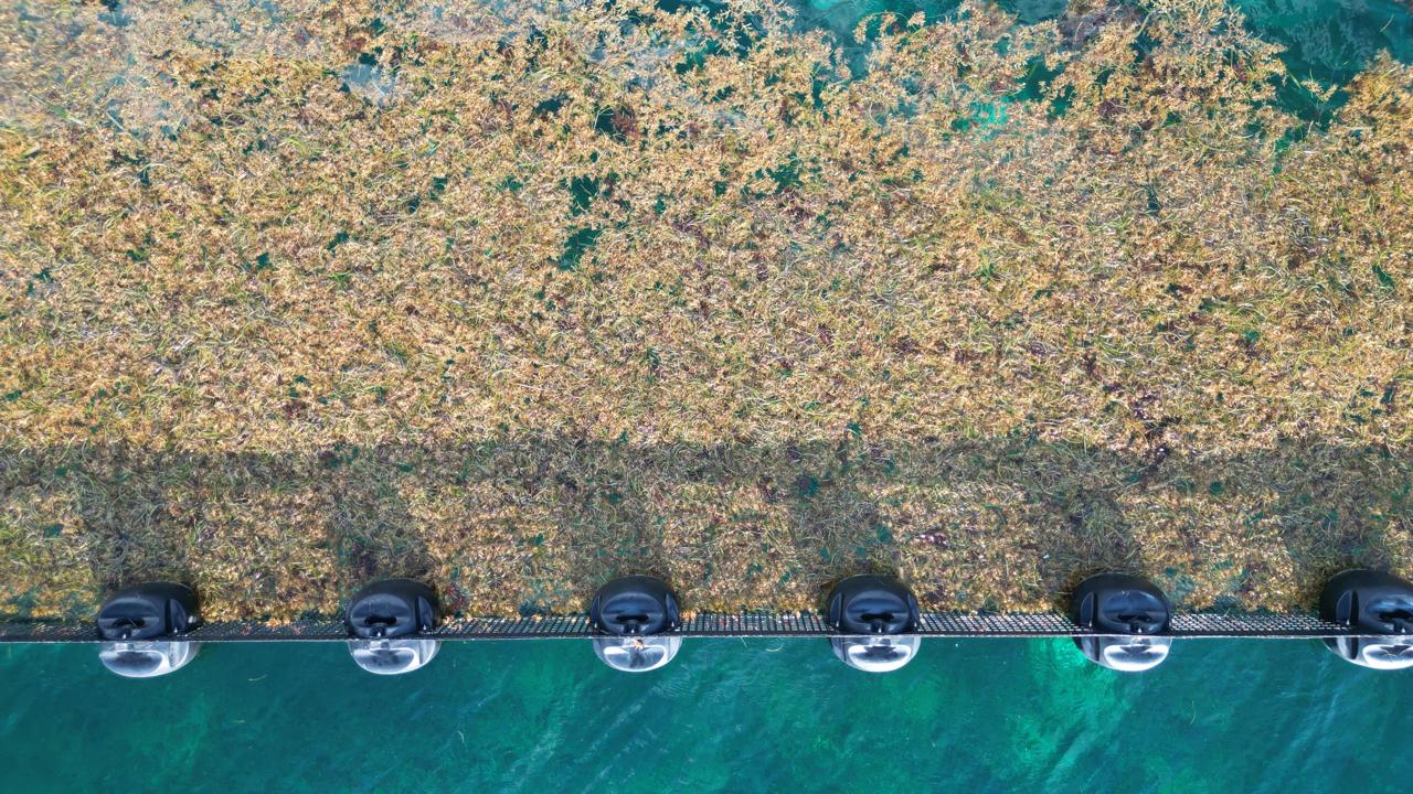 Playas afectadas por sargazo en Quintana Roo.