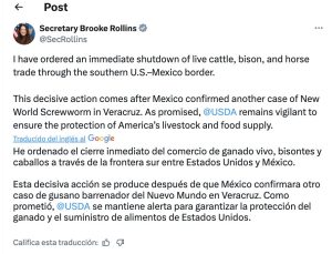 Ganado mexicano en la frontera.