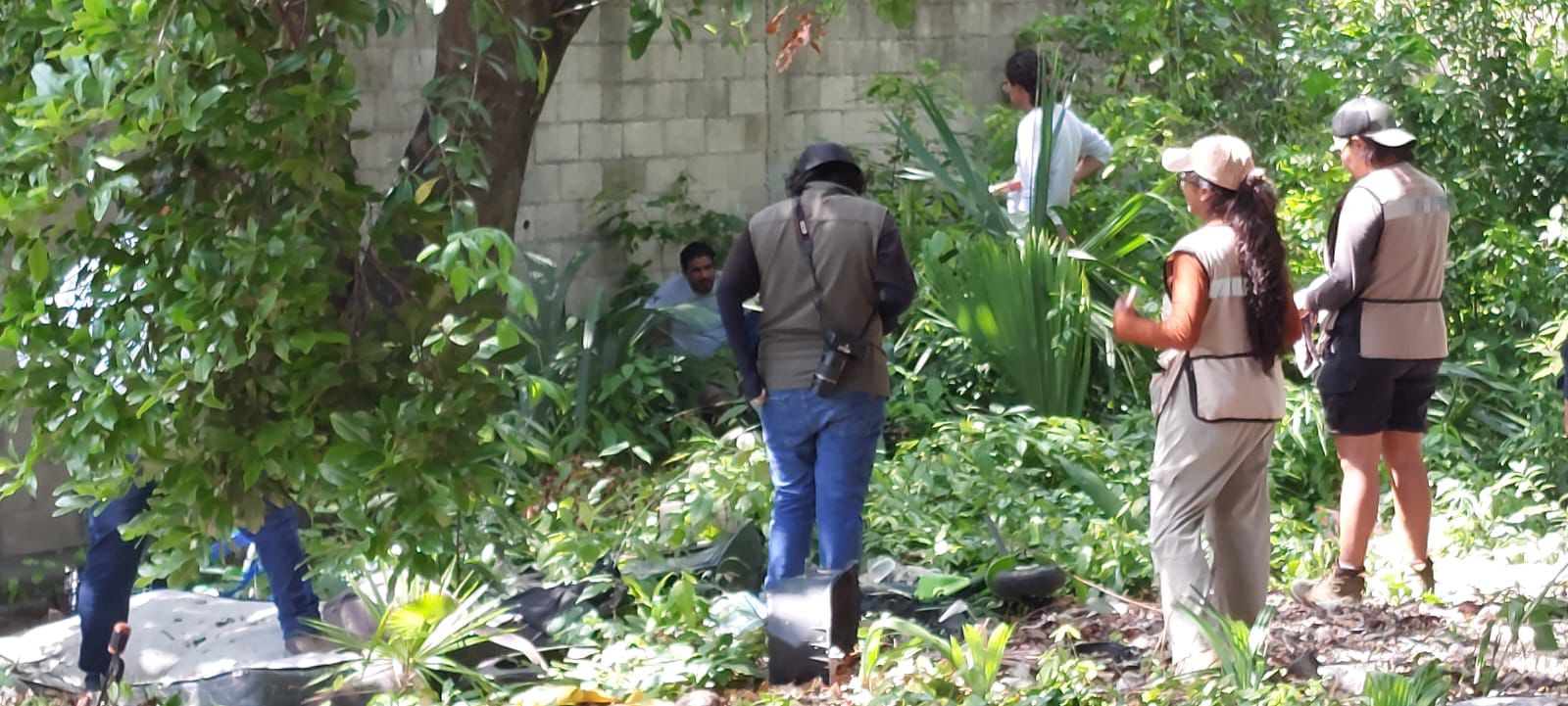 Venado herido siendo preparado para el rescate por personal de Profepa.