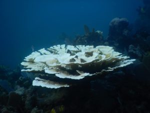 Avanza la restauración de corales en Cancún. Construyen centro de reproducción de corales con inversión de 3 millones de pesos.