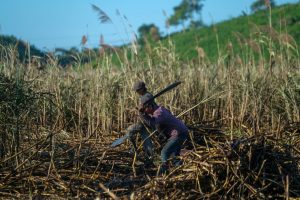 Cultivos cañeros en Quintana Roo en riesgo.