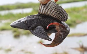 Una invasión de especie exótica de pez diablo amenaza cuerpos de agua en Quintana Roo, causando daños ecológicos y turbidez en Bacalar.