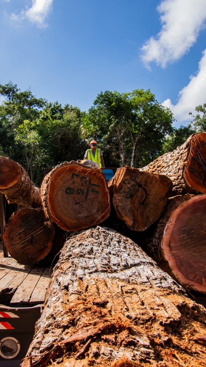 Desarrollo sostenible de Quintana Roo: la Semarnat aprobó un proyecto forestal al ejido Caoba de Othón P. Blanco. Con ello, se busca aprovechar productos no maderables en 67,781 hectáreas de selva.