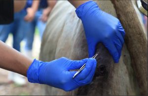 La sanidad pecuaria en Quintana Roo está en riesgo por el gusano barrenador. Casos superan los 80; Sedarpe exige a la federación la liberación de moscas estériles.