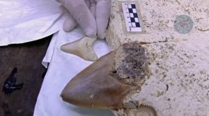 Descubren dos dientes de megalodón en cenote de Puerto Morelos, el primer registro de la especie en la entidad. El hallazgo amplía el conocimiento sobre el patrimonio paleontológico de Quintana Roo.