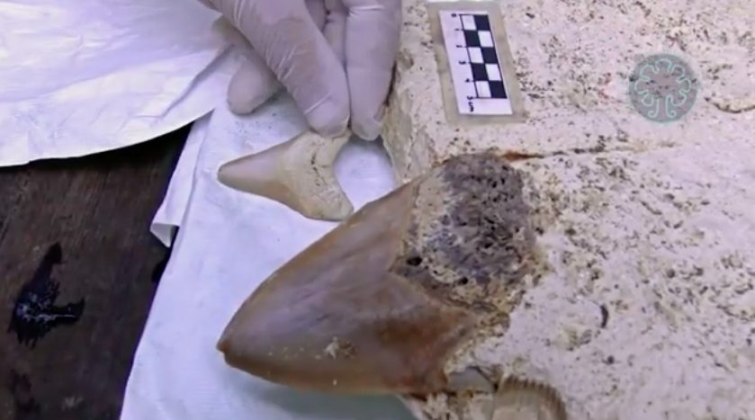 Descubren dos dientes de megalodón en cenote de Puerto Morelos, el primer registro de la especie en la entidad. El hallazgo amplía el conocimiento sobre el patrimonio paleontológico de Quintana Roo.