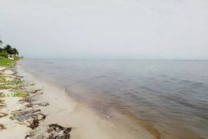 Marea roja en Yucatán: confirman presencia entre Progreso y Sisal. Se decreta veda sanitaria y se advierte sobre los peligros de dos especies de algas tóxicas.