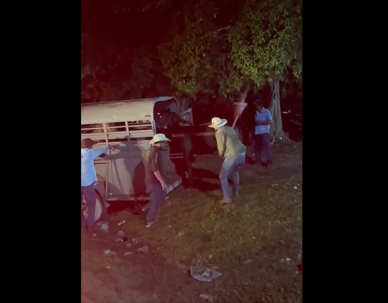 Denuncian maltrato animal en la Cabalgata de Bacalar