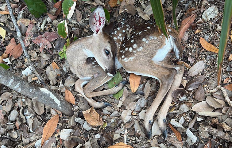 Regulación ambiental en Quintana Roo: la SEMA revoca permiso a desarrollo Legacy en Playacar por incumplimientos que provocaron la muerte de 3 venados, una sanción que es un precedente en el estado.