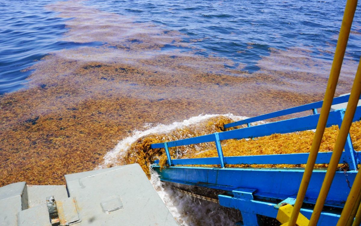 El sector hotelero de Quintana Roo une fuerzas para enfrentar el sargazo en Quintana Roo.