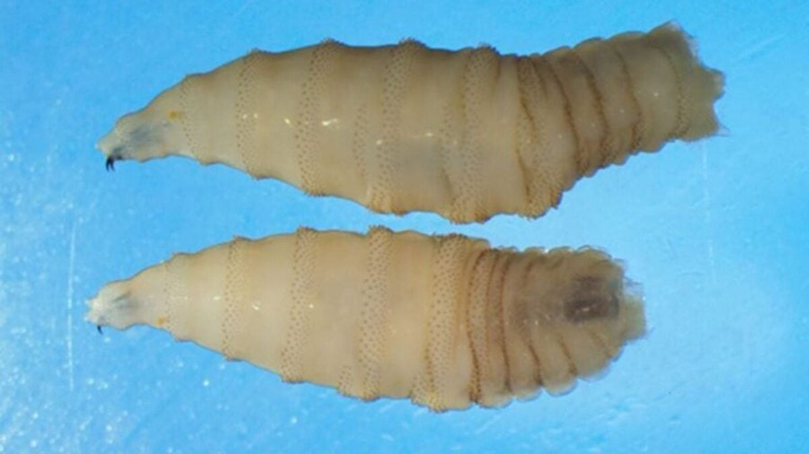 Salud pública en el Caribe: la plaga del gusano barrenador se extiende a mascotas en Belice. Se han reportado dos casos en humanos.