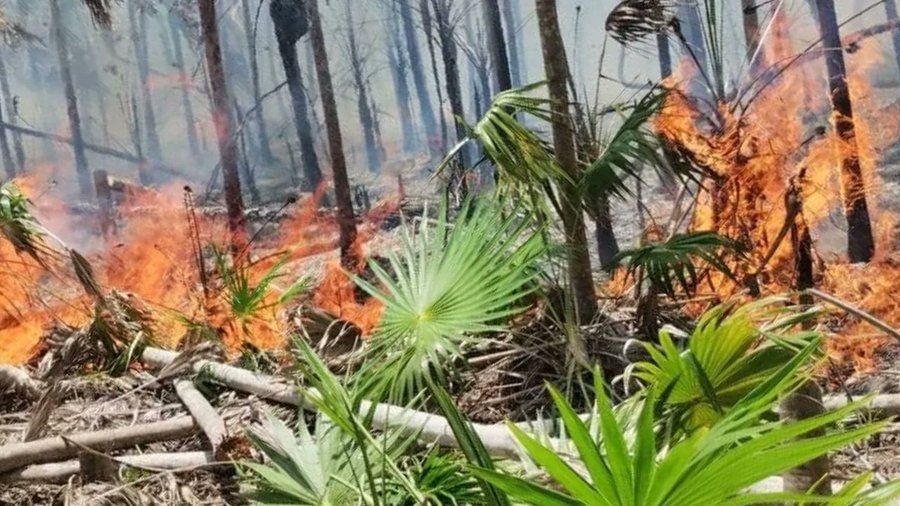 Un incendio forestal cerca de Holbox afecta 150 hectáreas, con esfuerzos para su liquidación del incendio y control.