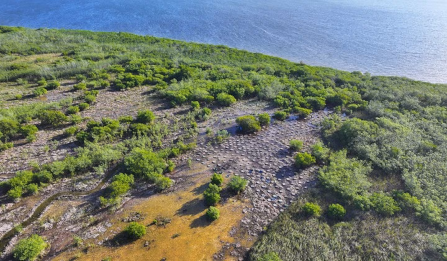 Restauración ambiental en Quintana Roo: la construcción del Puente Nichupté rescata y reubica a 2,125 individuos de fauna y flora. Una inversión de 637.84 mdp en un programa de compensación ecológica.