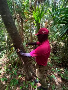 La Profepa ha clausurado predios por deforestación en la península, con afectaciones en 3,747.59 hectáreas.