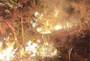 Organizaciones exigen sanciones por el incendio en Holbox que consumió 670 hectáreas. El fuego afectó la reserva Yum Balam.