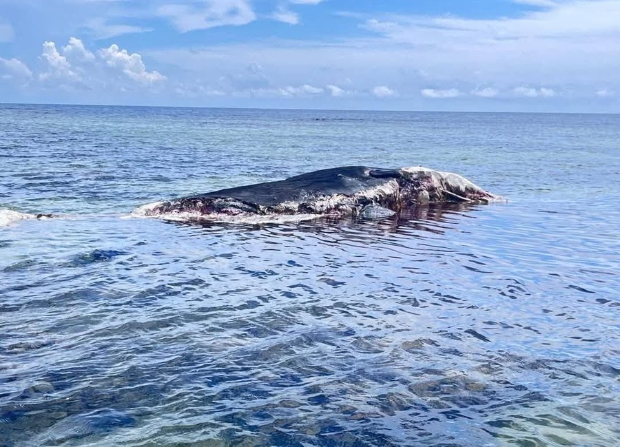 Los restos de un cachalote de 8 metros en Xahuayxol marcan un nuevo varamiento de cachalote en la Grand Costa Maya.