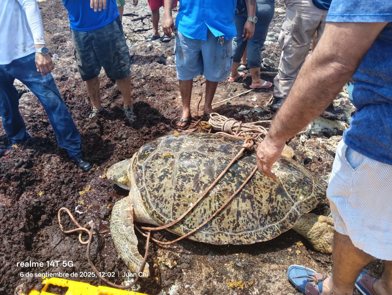 Rescatistas de Protección Civil y Bomberos evalúan la situación de la tortuga atrapada.
