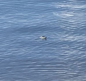 Un pequeño cocodrilo en Punta Esmeralda fue avistado cerca del cenote. Las autoridades recuerdan a los visitantes no molestar al animal.