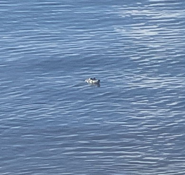 Un pequeño cocodrilo en Punta Esmeralda fue avistado cerca del cenote. Las autoridades recuerdan a los visitantes no molestar al animal.