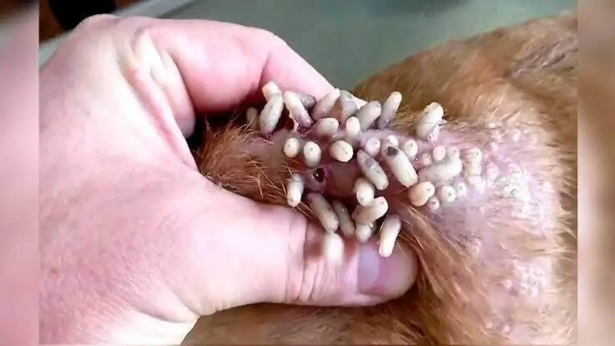 Se confirma el primer caso de gusano barrenador en un perro de Lázaro Cárdenas. Las autoridades emiten una alerta sanitaria.