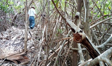 Tras incendios forestales, la Profepa clausura predios Sian Ka’an para evitar la venta de terrenos. La acción protege el Patrimonio de la Humanidad.