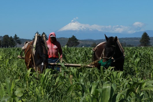 El abandono de tierras agrícolas por la extorsión pone en riesgo la seguridad alimentaria de México.