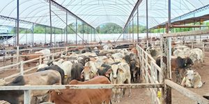 Funcionarios de México y EE. UU. buscan una solución para el comercio de ganado afectado.