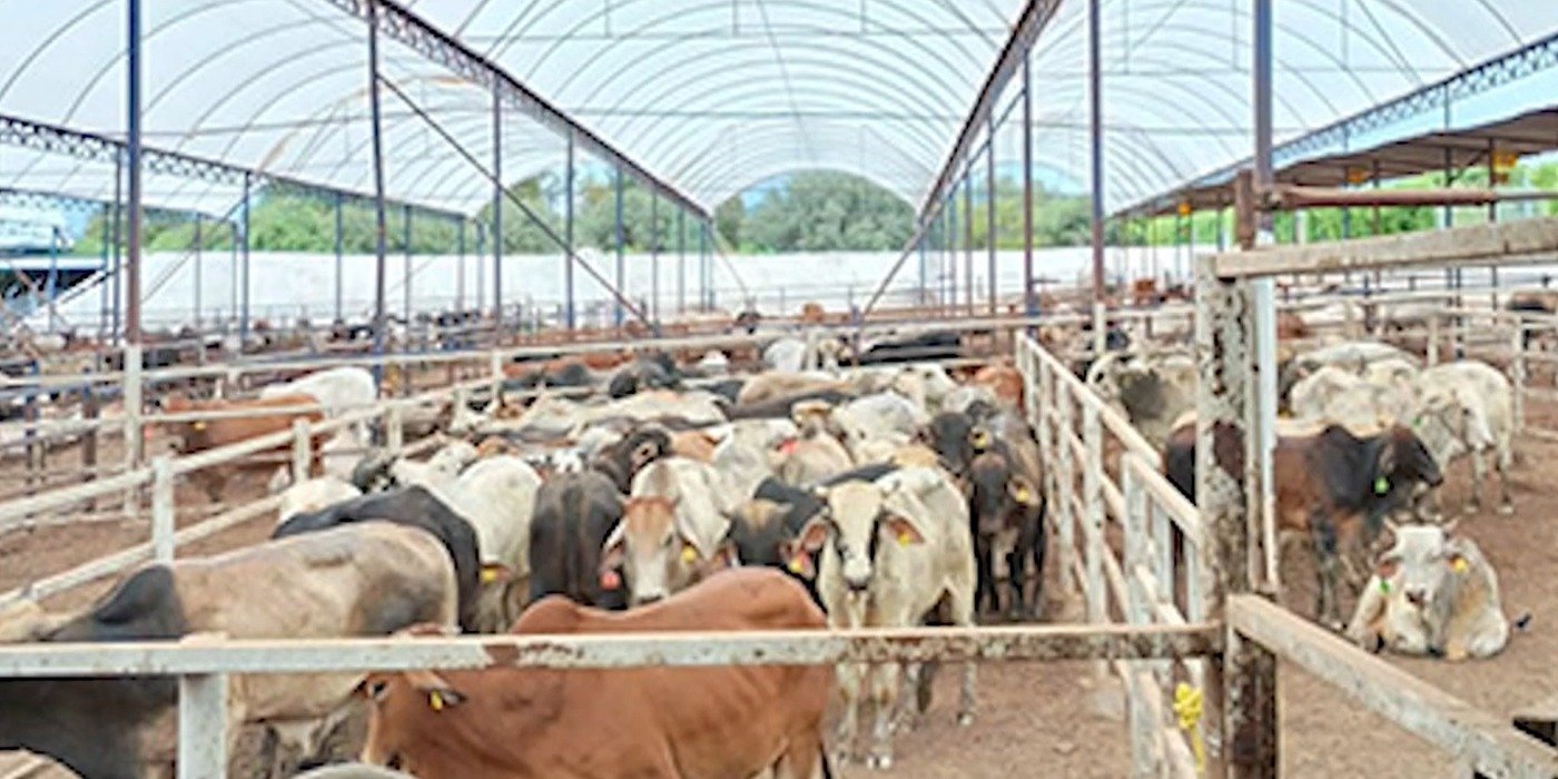 Funcionarios de México y EE. UU. buscan una solución para el comercio de ganado afectado.