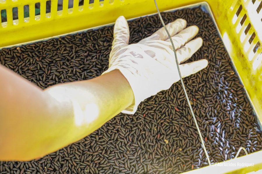 Vista aérea de la Planta de Cría y Esterilización de Mosca en Metapa, Chiapas, en adecuación.