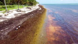 La gobernadora Mara Lezama detalla el saldo de sargazo en las playas de Quintana Roo.