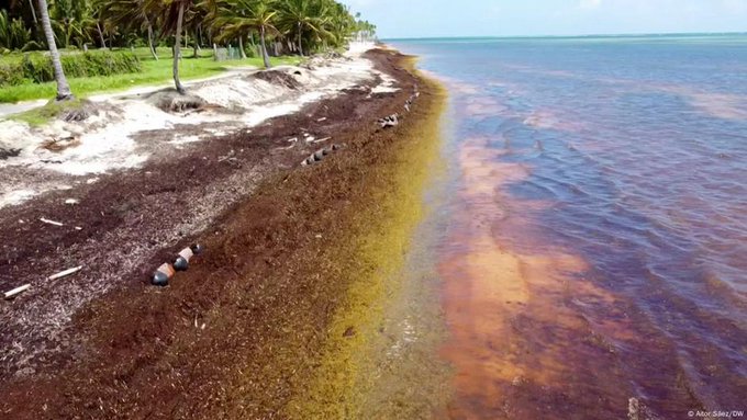 La gobernadora Mara Lezama detalla el saldo de sargazo en las playas de Quintana Roo.