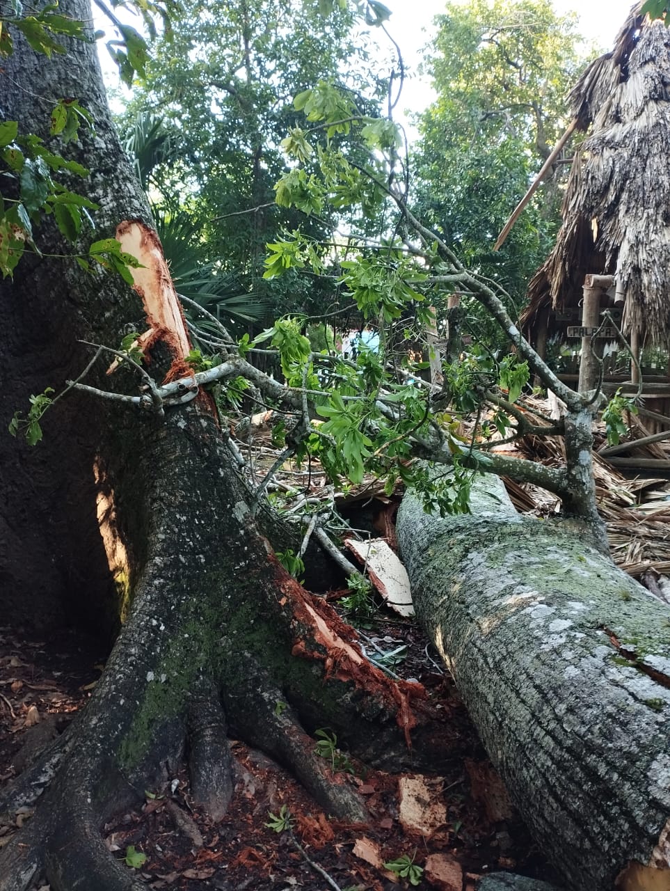 La ceiba monumental de Solferino, confirmada sin vida por expertos forestales en la zona.