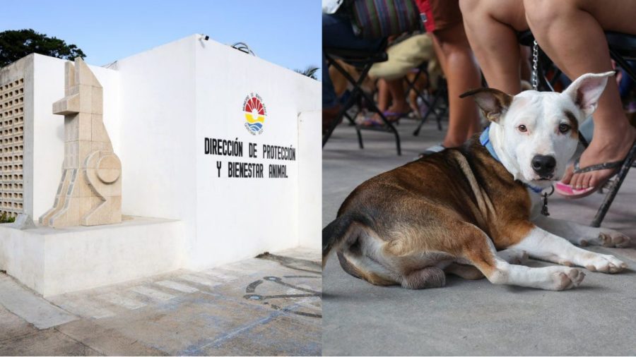 La reestructuración busca fortalecer los programas de adopción responsable de perros y gatos.