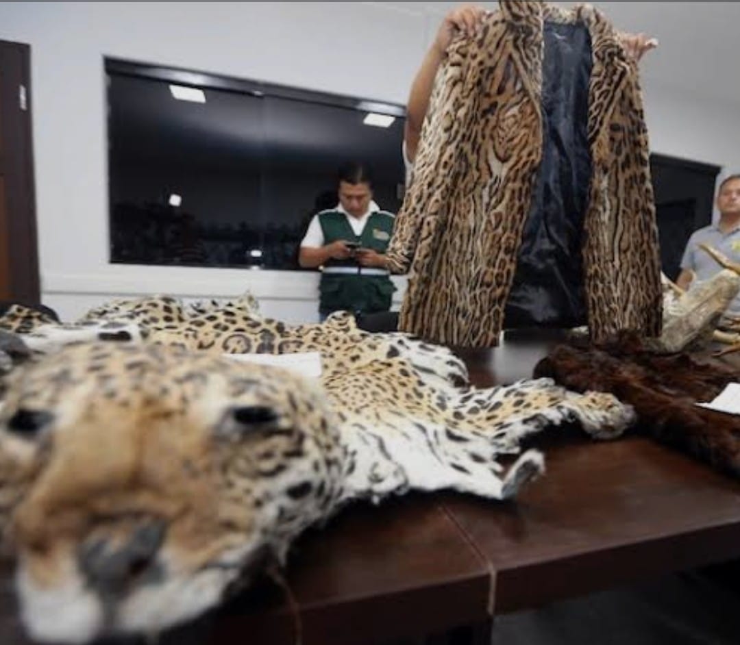 Un jaguar adulto en la Selva Lacandona, donde fue encontrado Pacman.