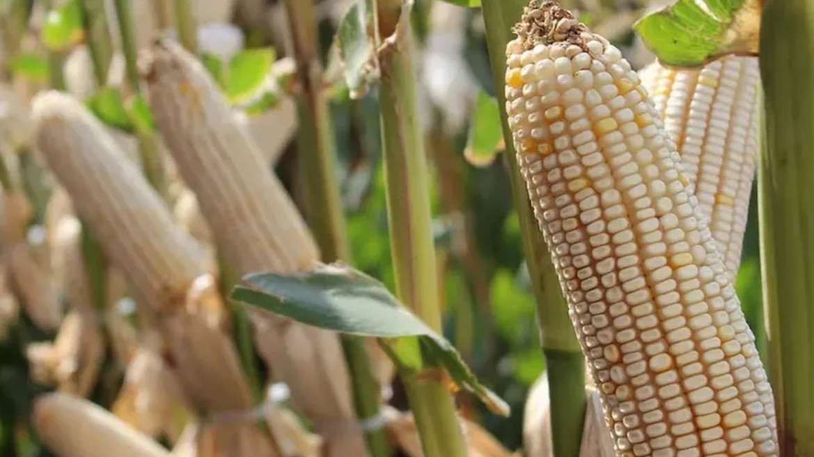 Camiones descargan maíz blanco en una planta procesadora de Grupo Minsa.