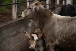 Quintana Roo reporta 28 casos activos de gusano barrenador y un contagio humano vigente. Conozca el plan nacional de 2,122 mdp y la nueva planta para 2026.